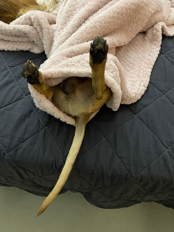 Dachshunds
