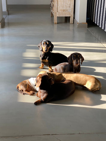 Dachshunds