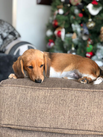 Dachshunds