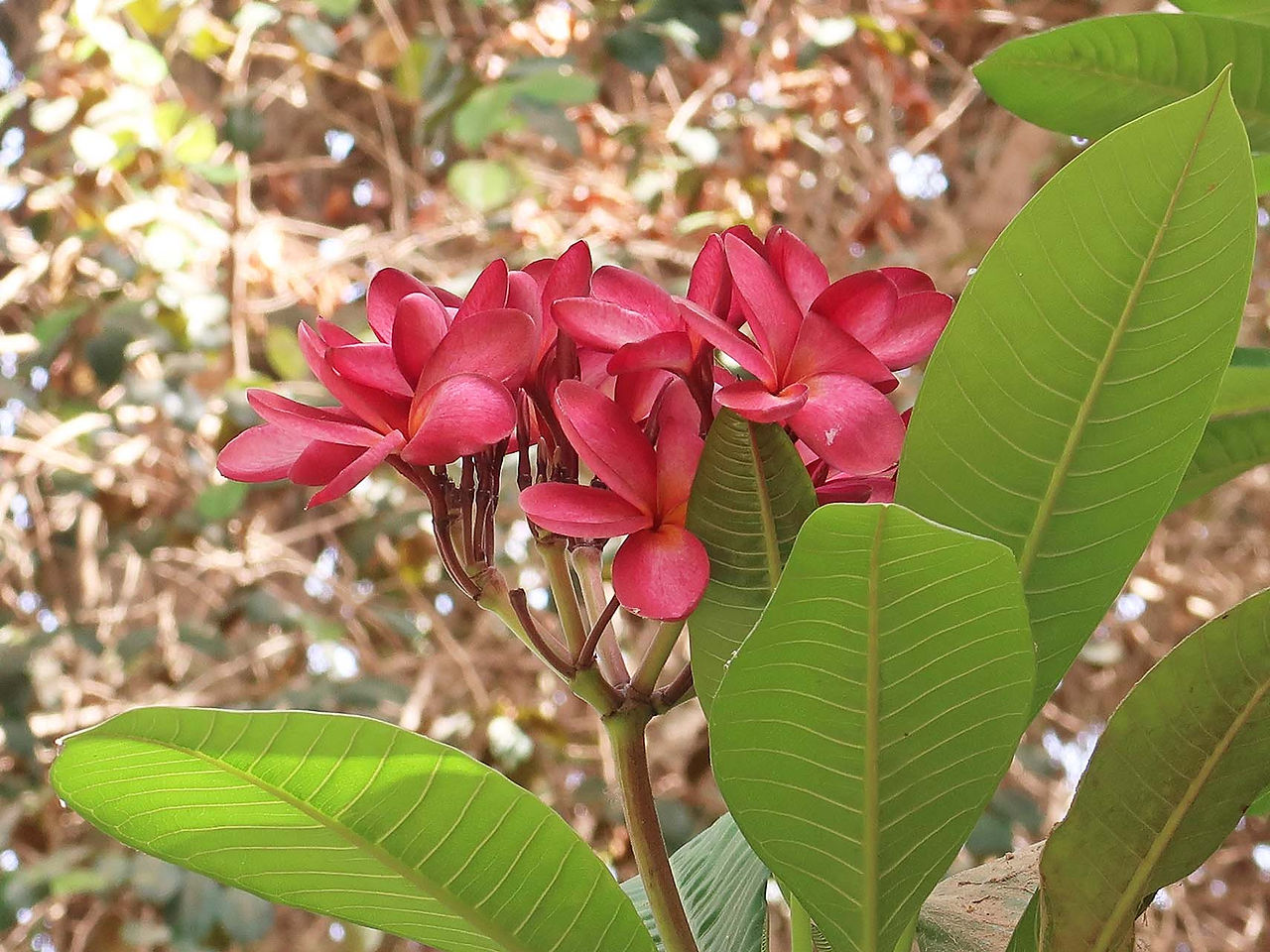 Botanischer Garten, Assuan