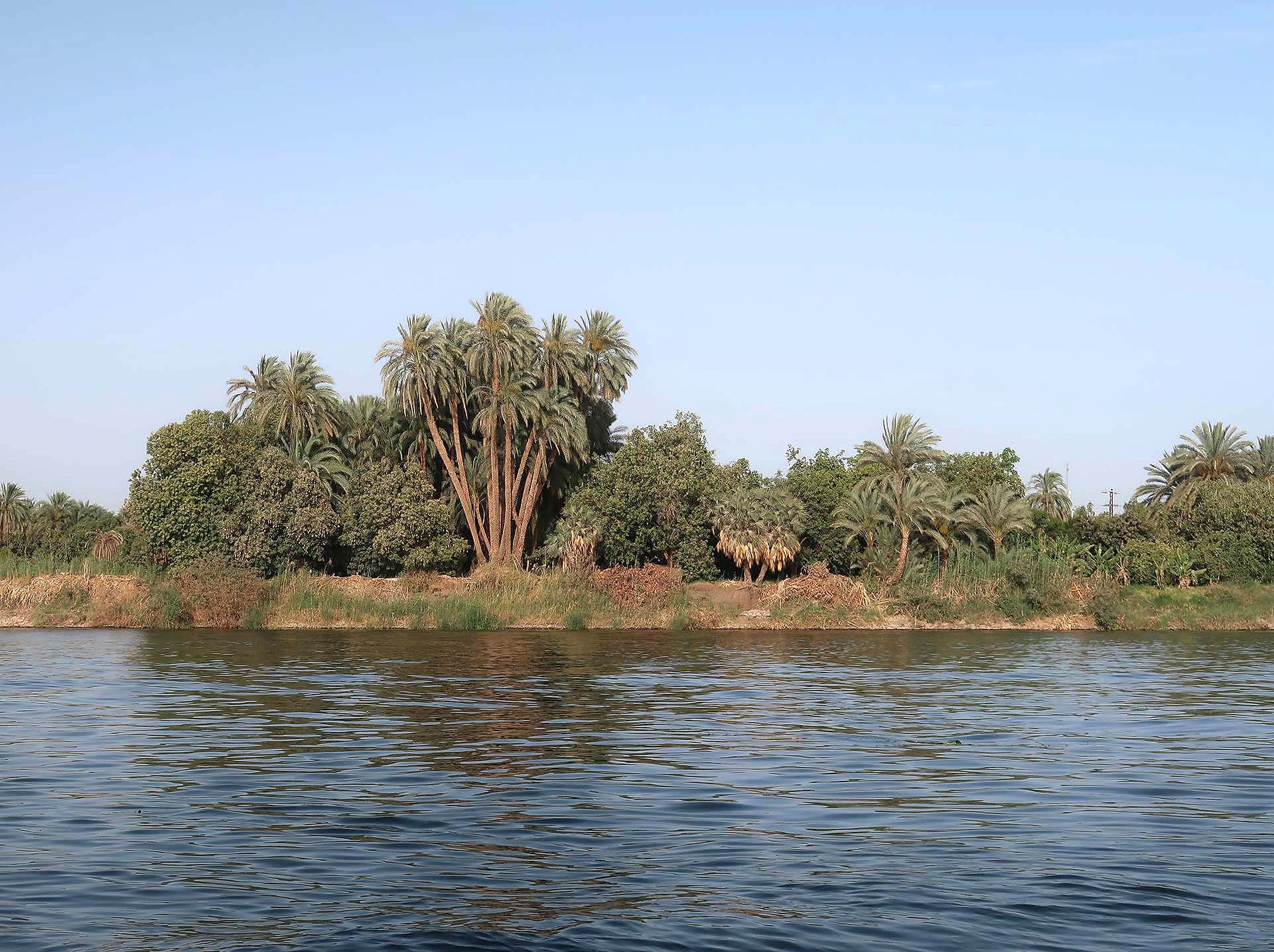 Nilpanorama Palmen am Ufer