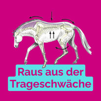 Rund 80 Prozent aller Pferde sind betroffen.
Hier alles damit Du rauskommst aus dem Teufelskreis. 