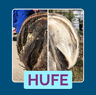 HUFE_edited.jpg