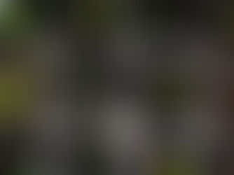 Comment choisir ses semences de plantes médicinales?