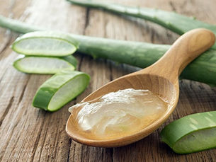 L’aloe vera, LA plante médicinale aux multiples vertus à avoir dans son jardin