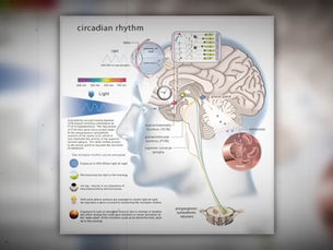 Le rôle de la glande pinéale dans le sommeil