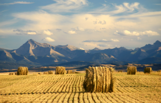Le gouvernement Trudeau attaque les agriculteurs canadiens