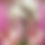 Thumbnail: Cherry Blossom Tree 9 ft Tall