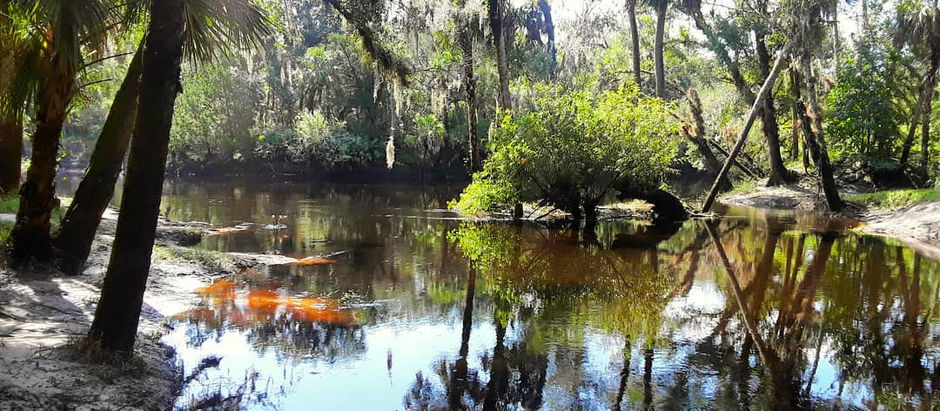 Magic Spell of the Florida Woods