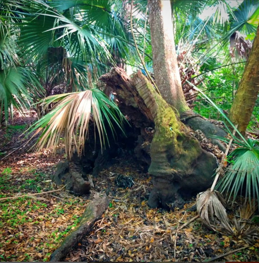 Titusville, FL. Photo by: Kimberlee Long