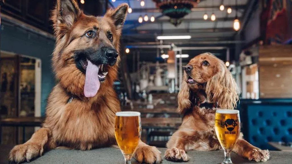 Polite Patio Pup