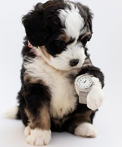 Puppy zinderheid .png