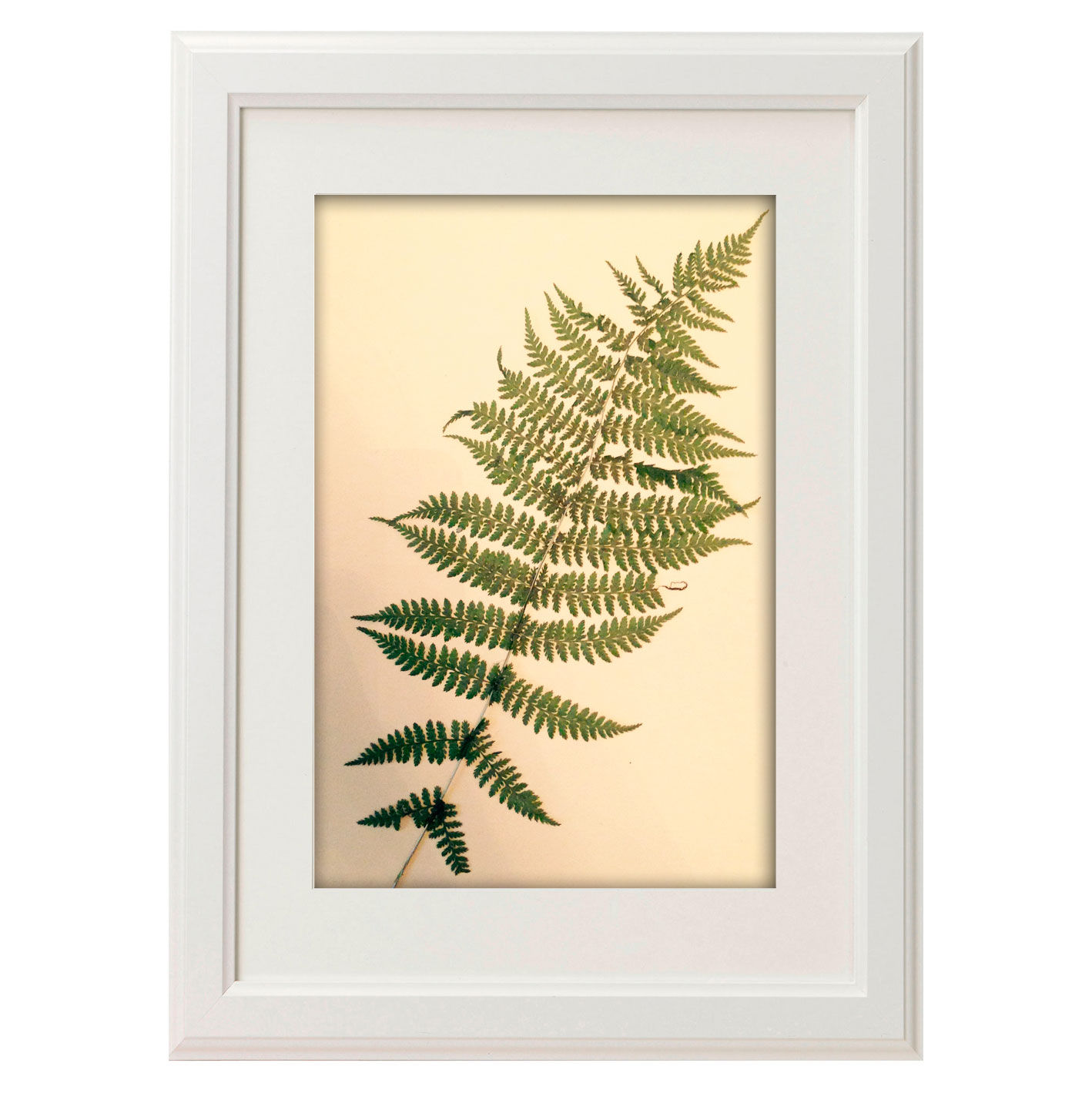 Папоротник