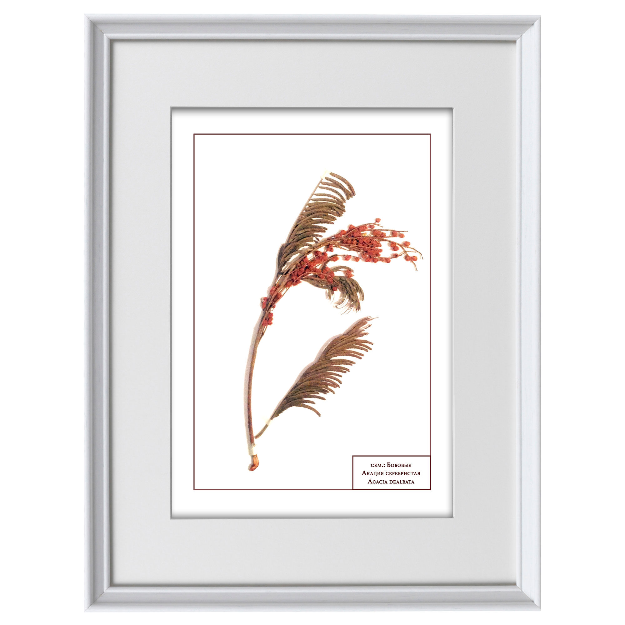 Акация серебристая