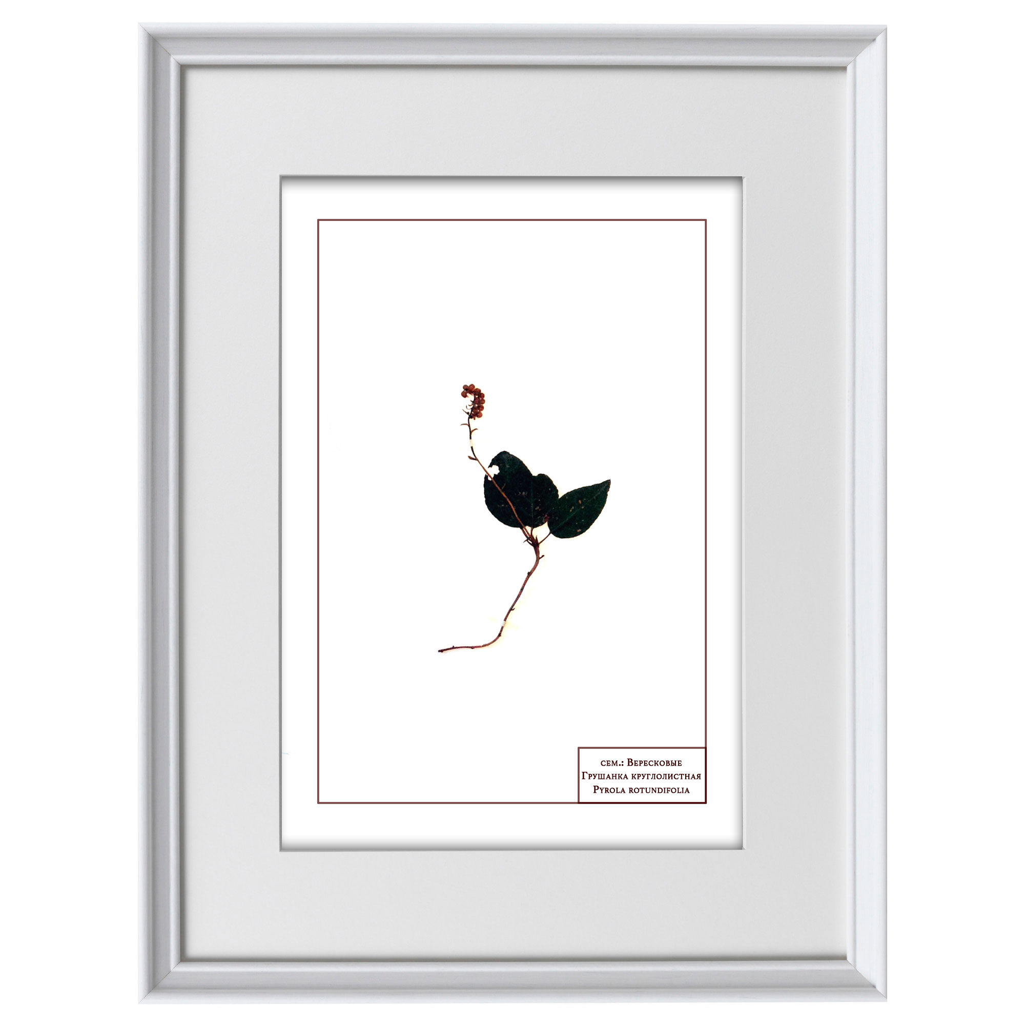 Грушанка круглолистная