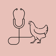 Veterinary Care for Chickens