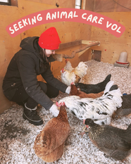 Seeking: Animal Caretaker Volunteer
