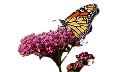 swamp-milkweed-seeds-asclepias-incarnata