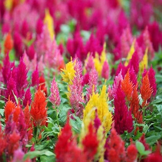 Celosia Pampas Plume