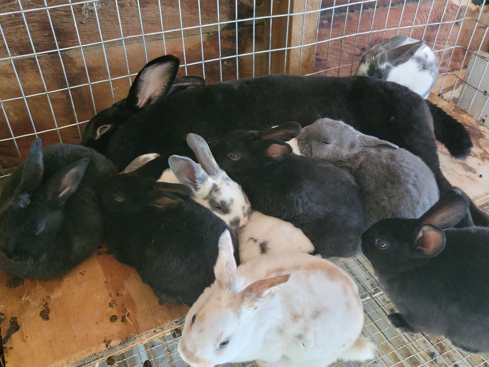 Thumbnail: Rex Rabbits - Purebred and Pedigreed