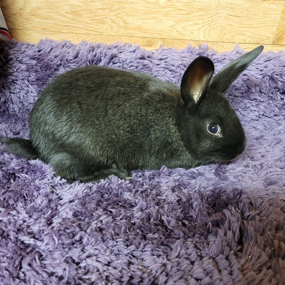 Thumbnail: New Zealand Rabbits