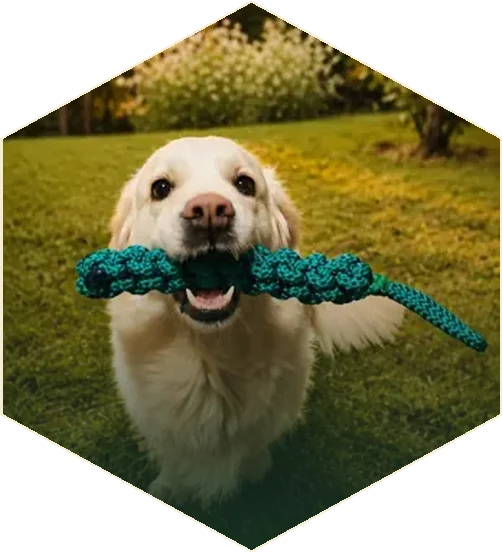 Aport s míčkem