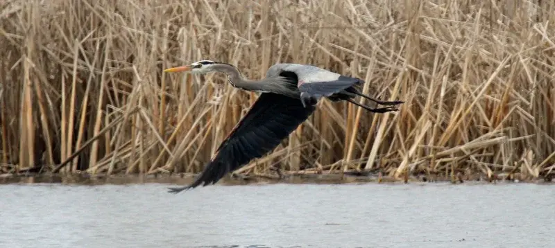 sandhill crane.webp