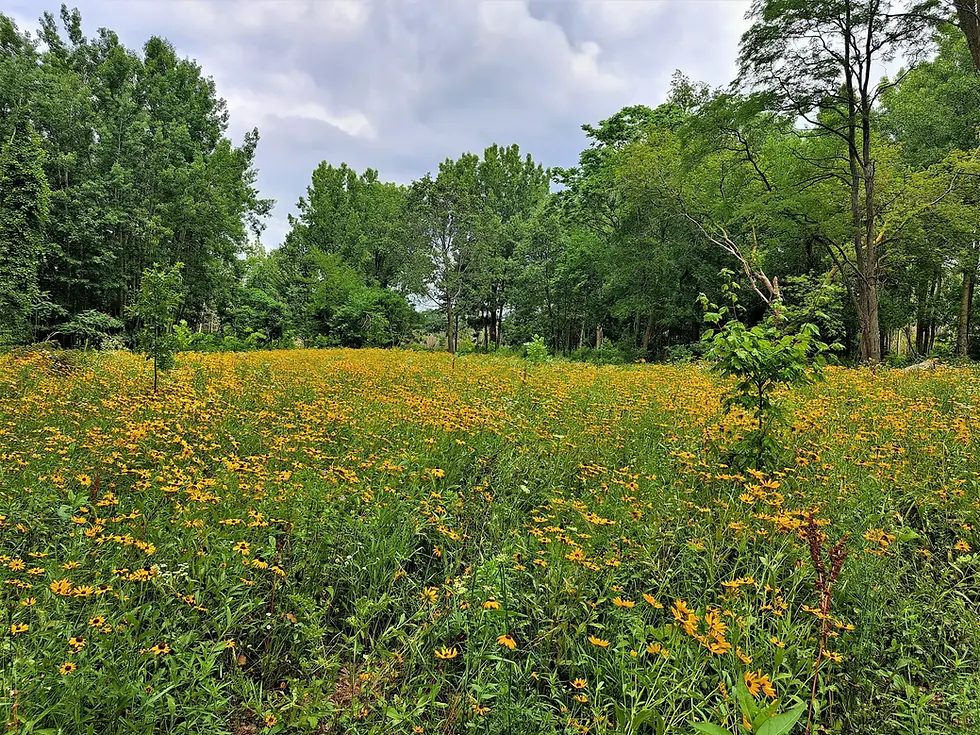 Meadow++(2).webp