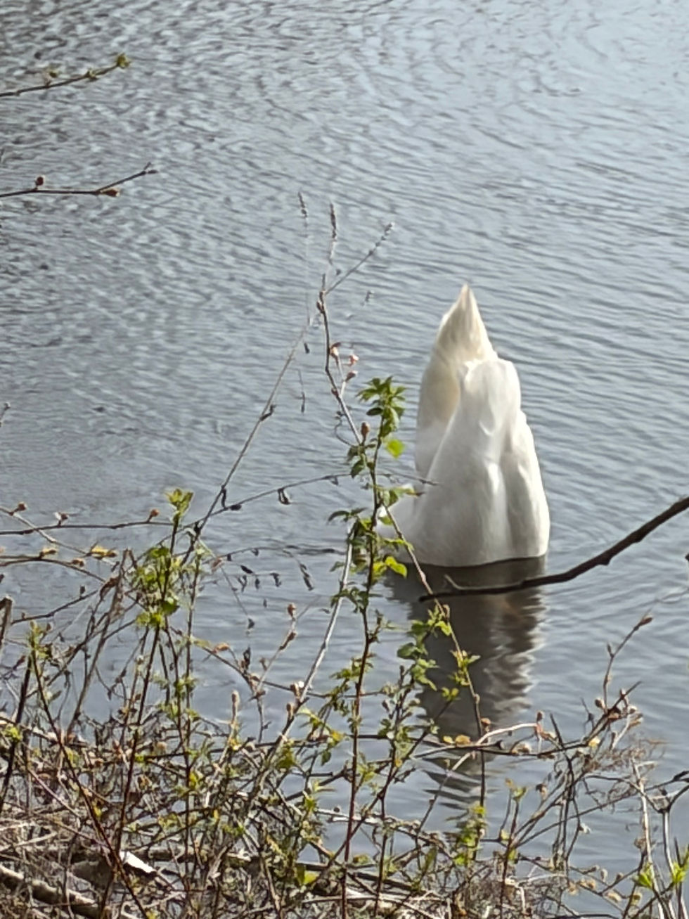IMG_1041.jpeg