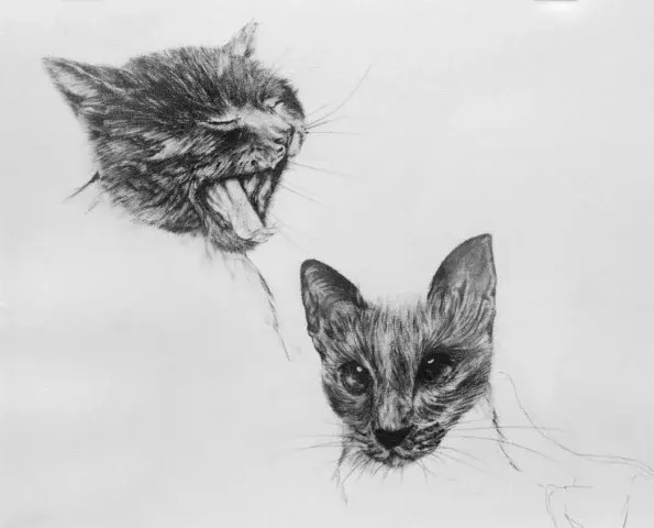 The Year of the Cat