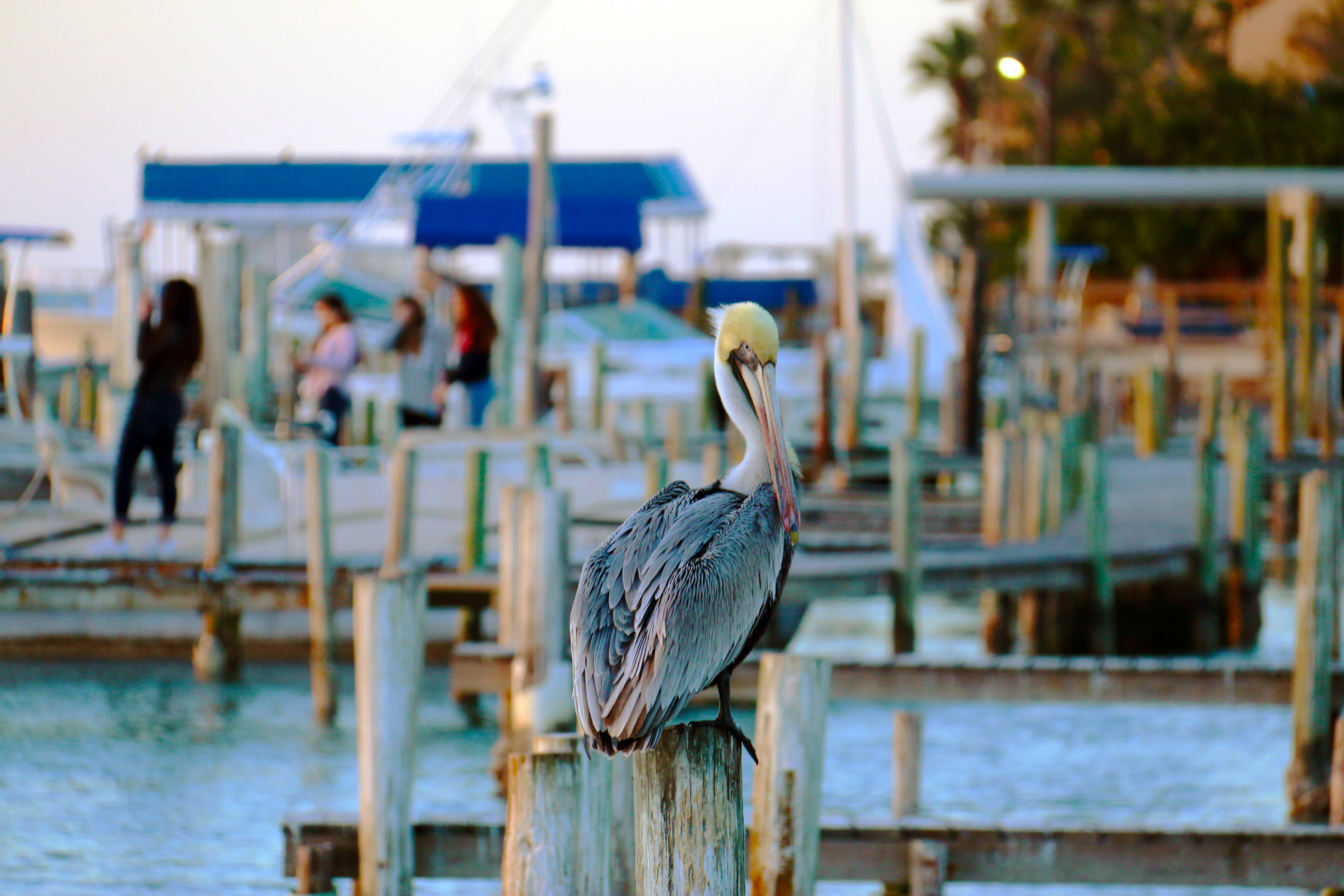 Brown Pelican