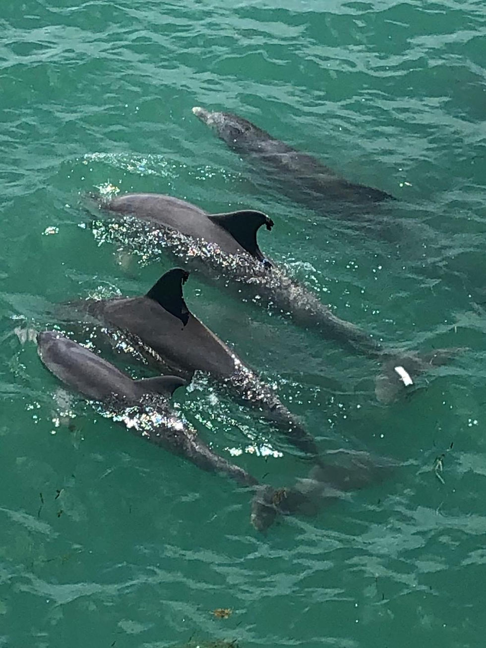 Sunset Dolphin Watching