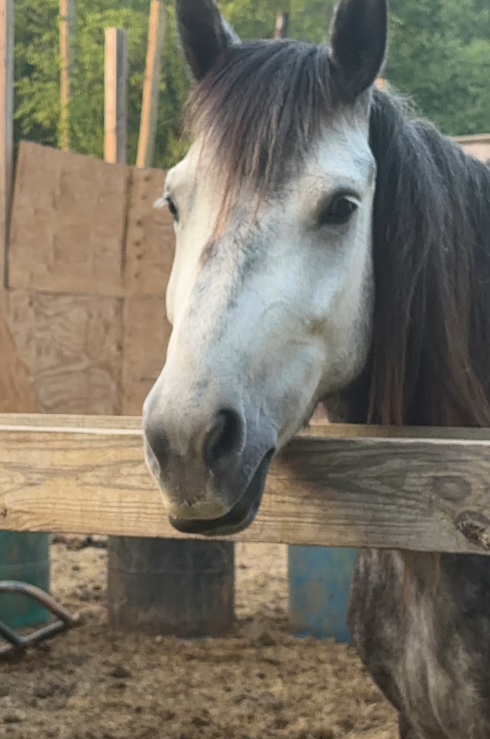 One of Brannu's horses at Believe Kingdom The Hearbeat of Camp Creek