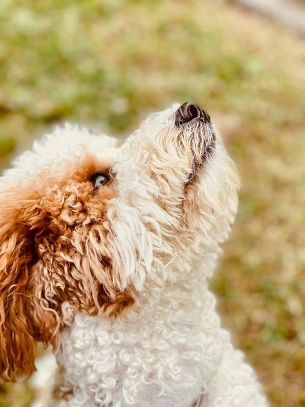 bernedoodle puppy looking up in the fields in minneapolis