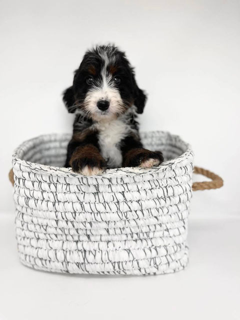 bernedoodle puppy in a basket