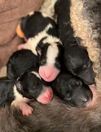 newborn bernedoodle puppies in minneapolis