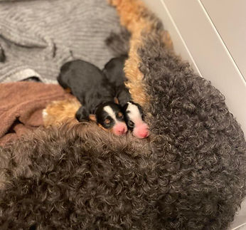 puppies on doodle mom