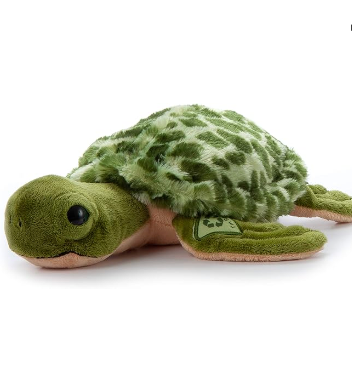 sea turtle