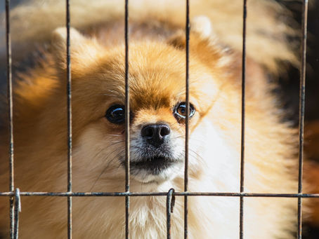 I Say do Away with the Sale of Pets All Together