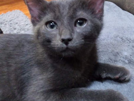 Happy Gotcha Day to Iris