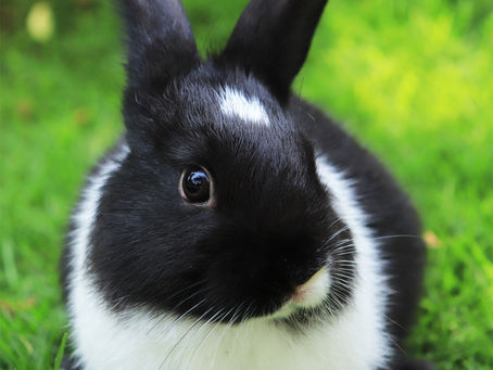 World Spay Day- Rabbits