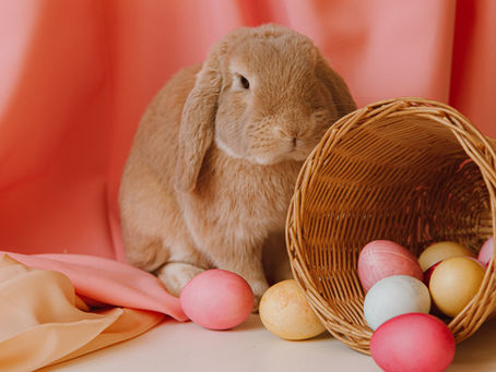 Bunny Season