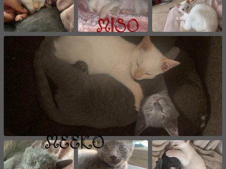 Meet Miso and Meeko