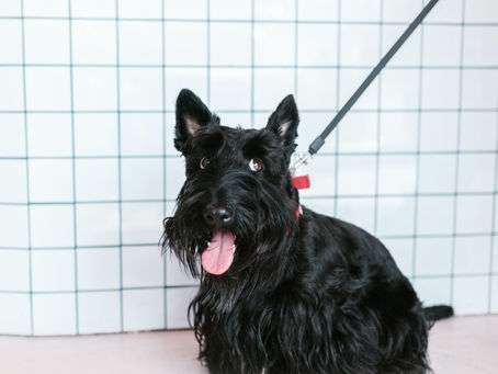 Fun Fact/ Why Are There So Many Breeds of Dogs and Not Cats?