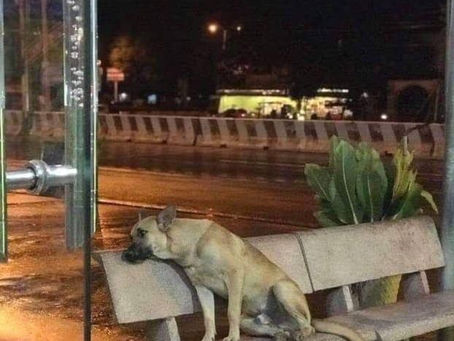 Homeless Animals Affect Everyone