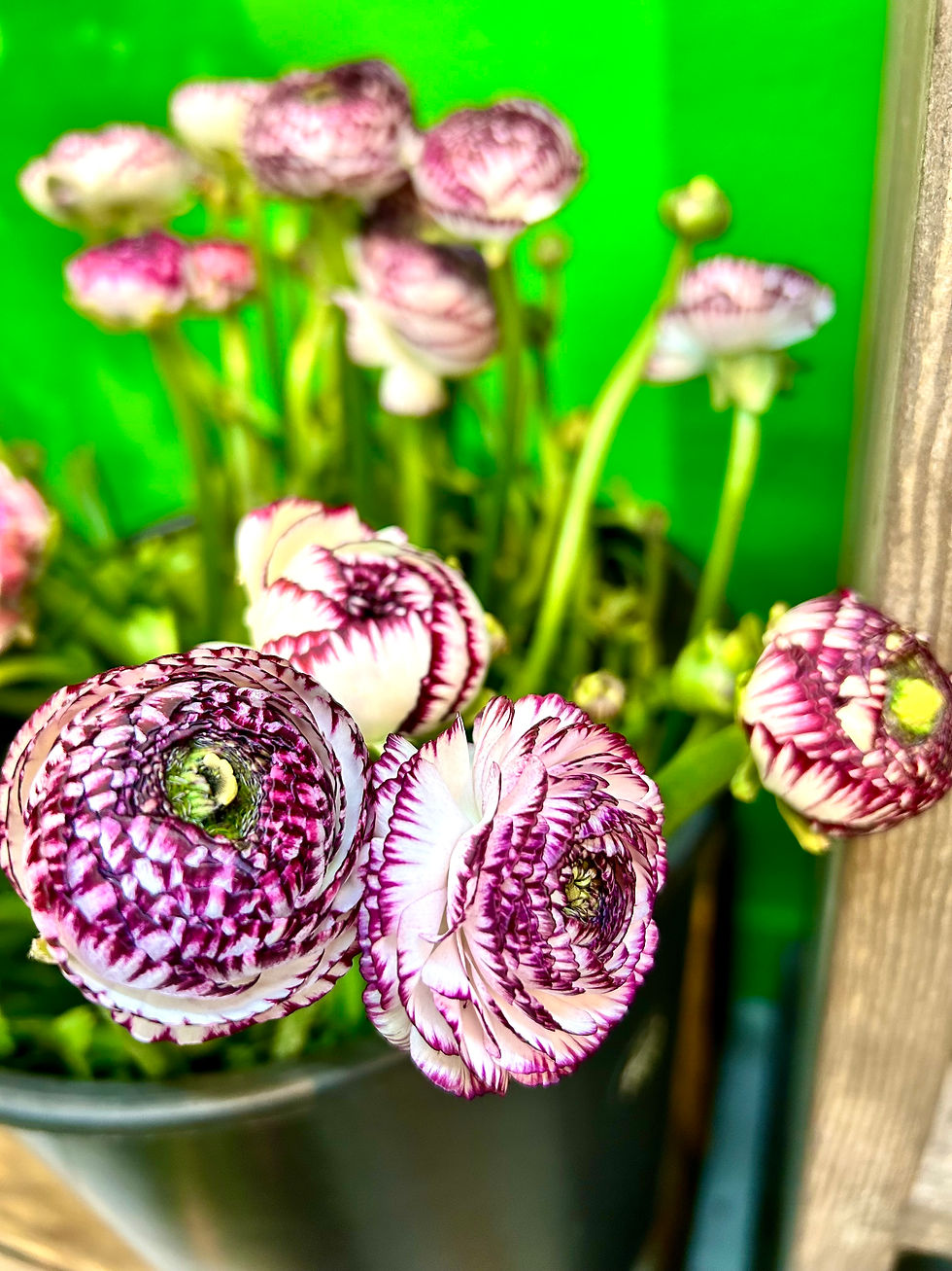 Miniature : Fleurs coupées semaine 12/2025
