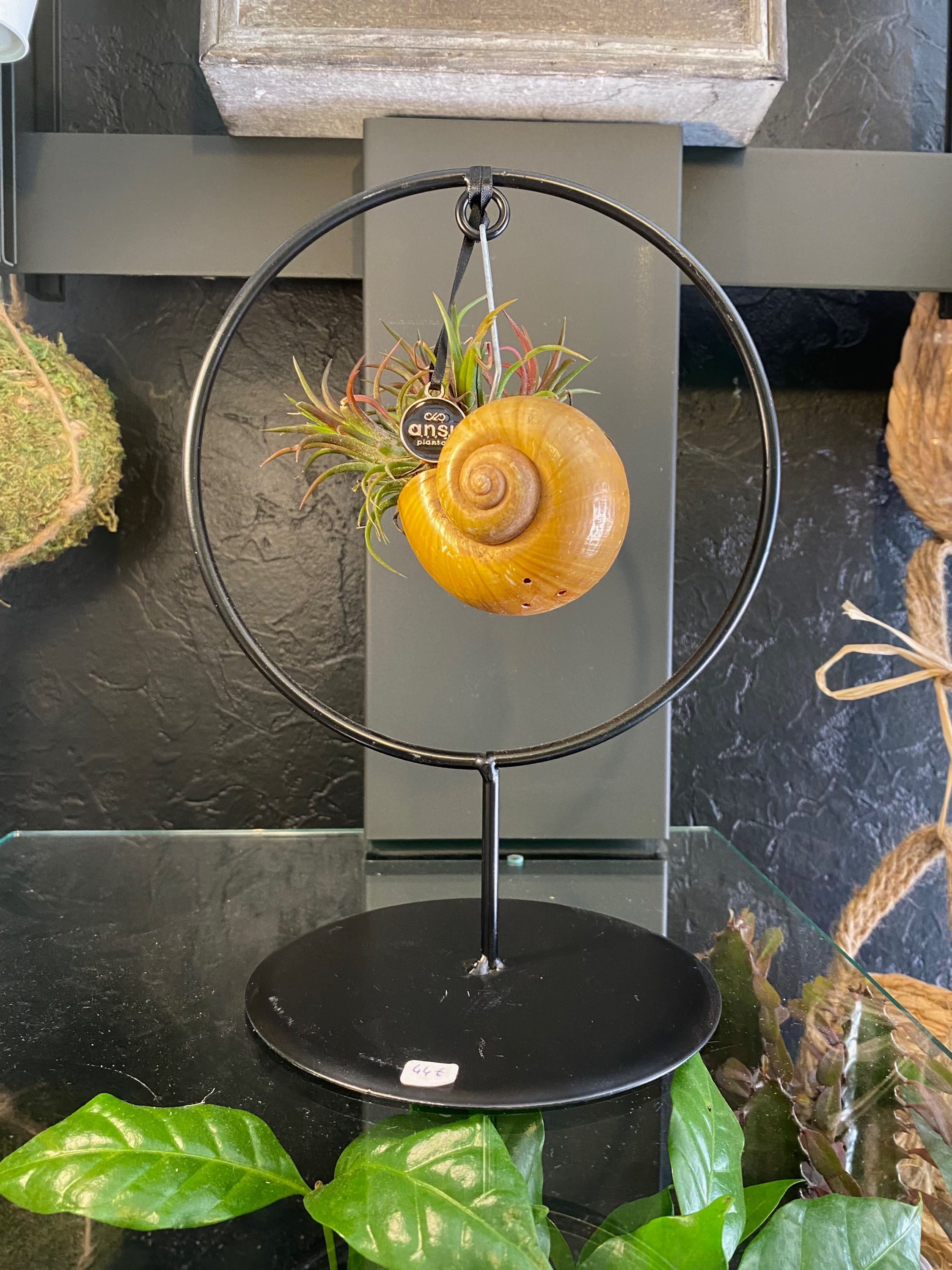 Tillandsia dans sa coquille d’escargot
