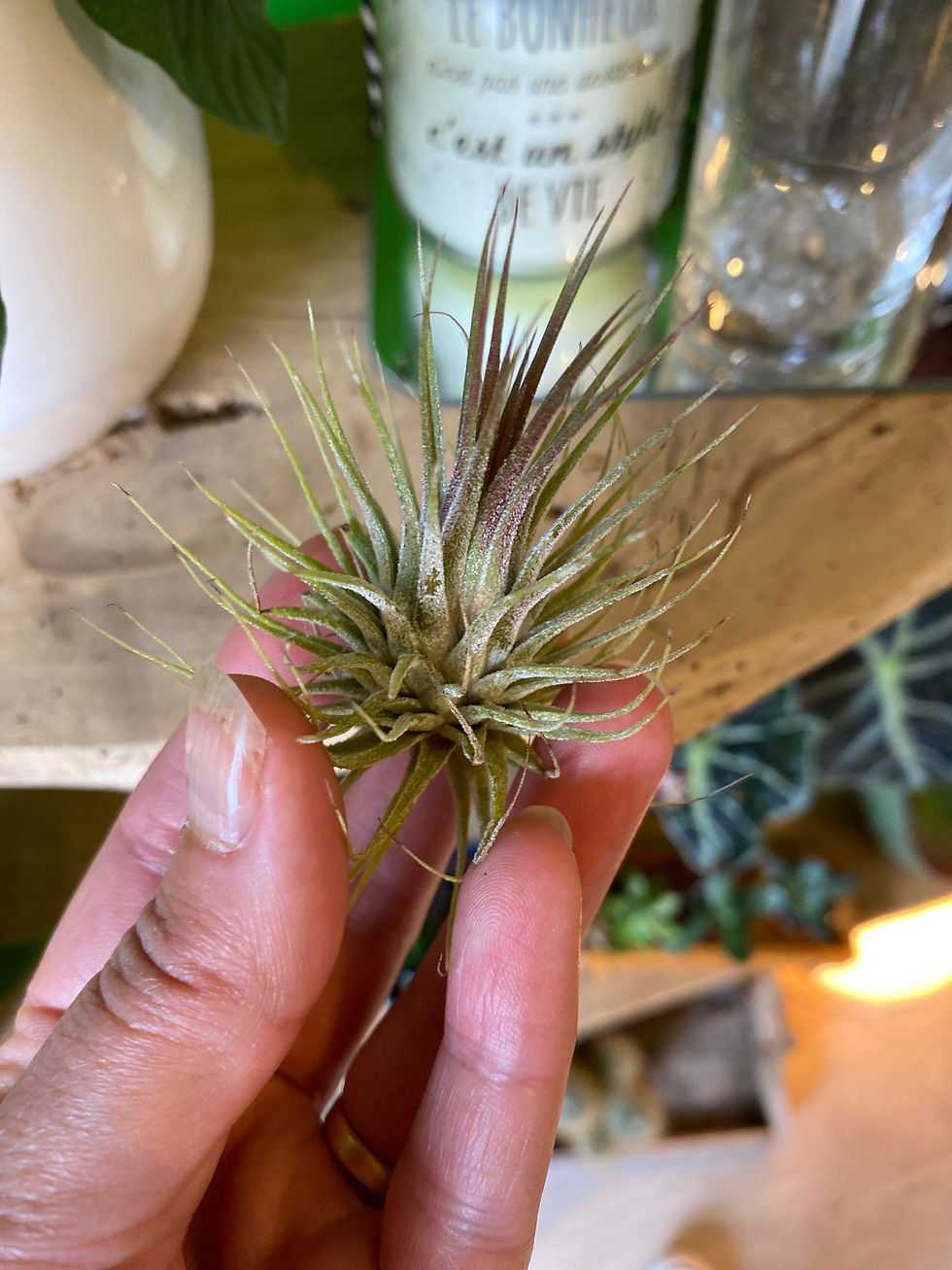 Miniature : Tillandsia ou «  Fille de l’air »