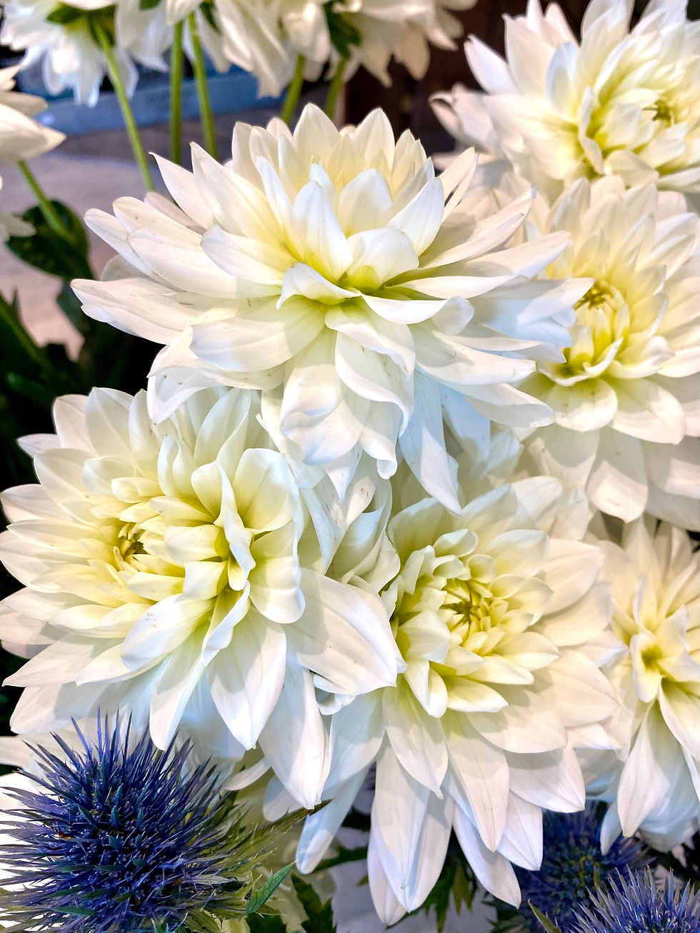 Miniature : Fleurs coupées début de la semaine 27/2024