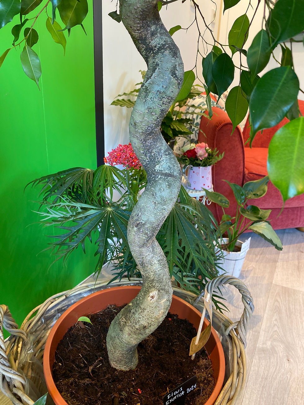 Miniature : Ficus Exotica